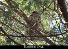 040 - 477 Barred Owl