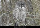 040 - 478 Great Gray Owl