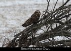 040 - 481 Short-eared Owl