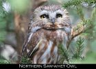 040 - 483 Northern Saw-whet Owl