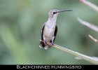 043 - 519 Black-chinned Hummingbird