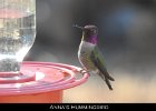 043 - 520 Anna's Hummingbird