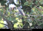 043 - 525 Rufous Hummingbird