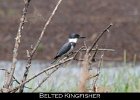 046 - 531 Belted Kingfisher