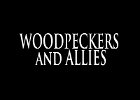 047 - 00 WOODPECKERS and ALLIES