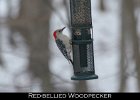 047 - 540 Red-bellied Woodpecker