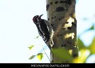 047 - 543 Red-naped Sapsucker