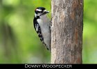 047 - 548 Downy Woodpecker