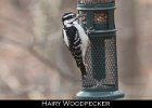 047 - 549 Hairy Woodpecker