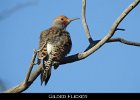 047 - 556 Gilded Flicker