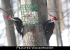 047 - 557 Pileated Woodpecker