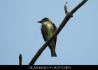 048 - 563 Olive-sided Flycatcher