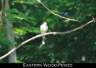048 - 566 Eastern Wood-Pewee