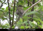 048 - 568 Yellow-bellied Flycatcher