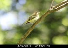 048 - 569 Acadian Flycatcher