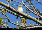 048 - 572 Least Flycatcher