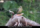 048 - 576 Pacific-slope Flycatcher