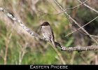 048 - 580 Eastern Phoebe