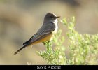 048 - 581 Say's Phoebe