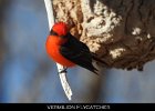 048 - 582 Vermilion Flycatcher