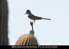 048 - 587 Brown-crested Flycatcher