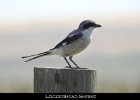 049 - 609 Loggerhead Shrike