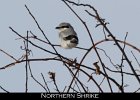 049 - 610 Northern Shrike