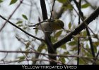 050 - 616 Yellow-throated Vireo
