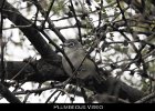050 - 617 Plumbeous Vireo