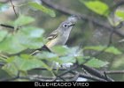 050 - 619 Blue-headed Vireo