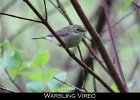 050 - 621 Warbling Vireo
