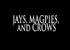 051 - 00 JAYS, MAGPIES, and CROWS