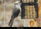 051 - 627 Gray Jay