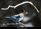051 - 628 Steller's Jay
