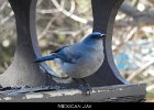 051 - 635 Mexican Jay