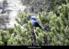 051 - 636 Pinyon Jay