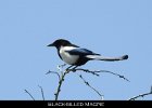 051 - 638 Black-billed Magpie
