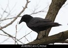 051 - 641 American Crow