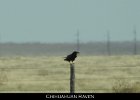 051 - 645 Chihuahuan Raven
