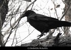 051 - 646 Common Raven