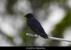053 - 649 Purple Martin