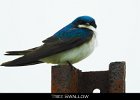 053 - 654 Tree Swallow