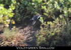 053 - 656 Violet-green Swallow