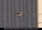053 - 658 Northern Rough-winged Swallow