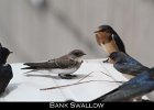 053 - 659 Bank Swallow