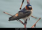 053 - 660 Cliff Swallow