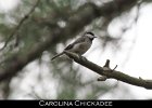 054 - 664 Carolina Chickadee