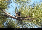 054 - 666 Mountain Chickadee