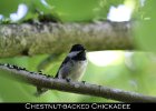 054 - 668 Chestnut-backed Chickadee