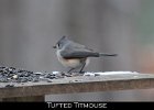 054 - 674 Tufted Titmouse